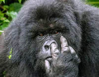 Gorilla Glass Shop